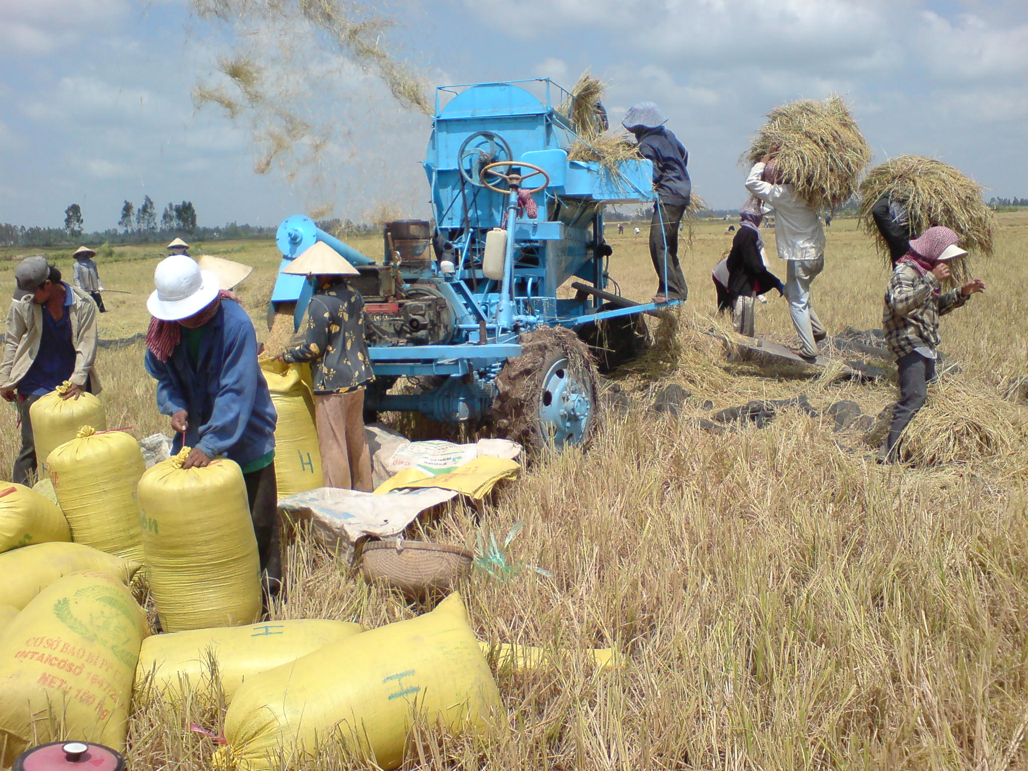 Nhà Máy Gạo Sạch Sông Hậu tổ chức thu mua lúa trực tiếp từ nông dân