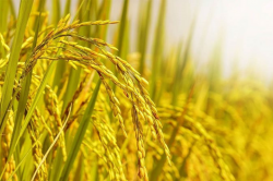 Giá lúa gạo hôm nay (6-3): Giá lúa tăng 100 - 200 đồng/kg
