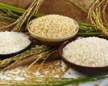 Giá lúa gạo hôm nay 9/12/2023: Đồng loạt đi ngang