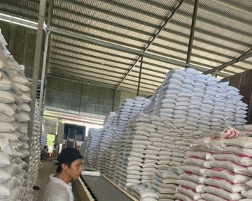 Giá gạo hôm nay 11/9: Xuất khẩu, trong nước cùng giảm sau thời kỳ tăng nóng