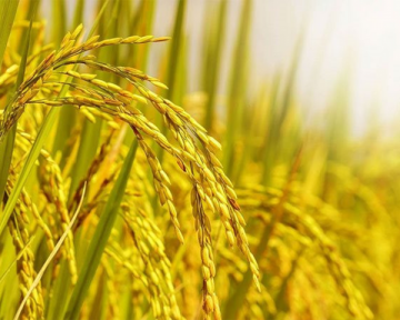 Giá lúa gạo hôm nay (6-3): Giá lúa tăng 100 - 200 đồng/kg