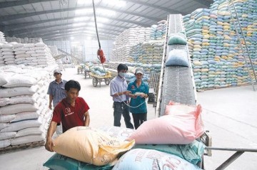 Giá lúa gạo hôm nay ngày 11/1: Giá lúa nội địa tăng, giá gạo xuất khẩu đồng loạt giảm