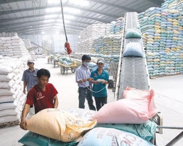 Giá lúa gạo hôm nay ngày 11/1: Giá lúa nội địa tăng, giá gạo xuất khẩu đồng loạt giảm