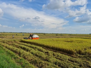 Giá lúa ST25 tăng mạnh, TP. Hồ Chí Minh: Giá gạo ST24, ST25 đột ngột tăng mạnh