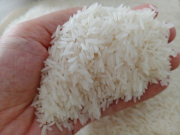 Giống lúa làm nên gạo ngon nhất thế giới sẽ được trồng tại Bạc Liêu
