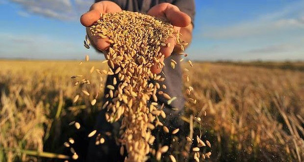 Mỗi Năm người Campuachia chỉ trồng được một vụ lúa